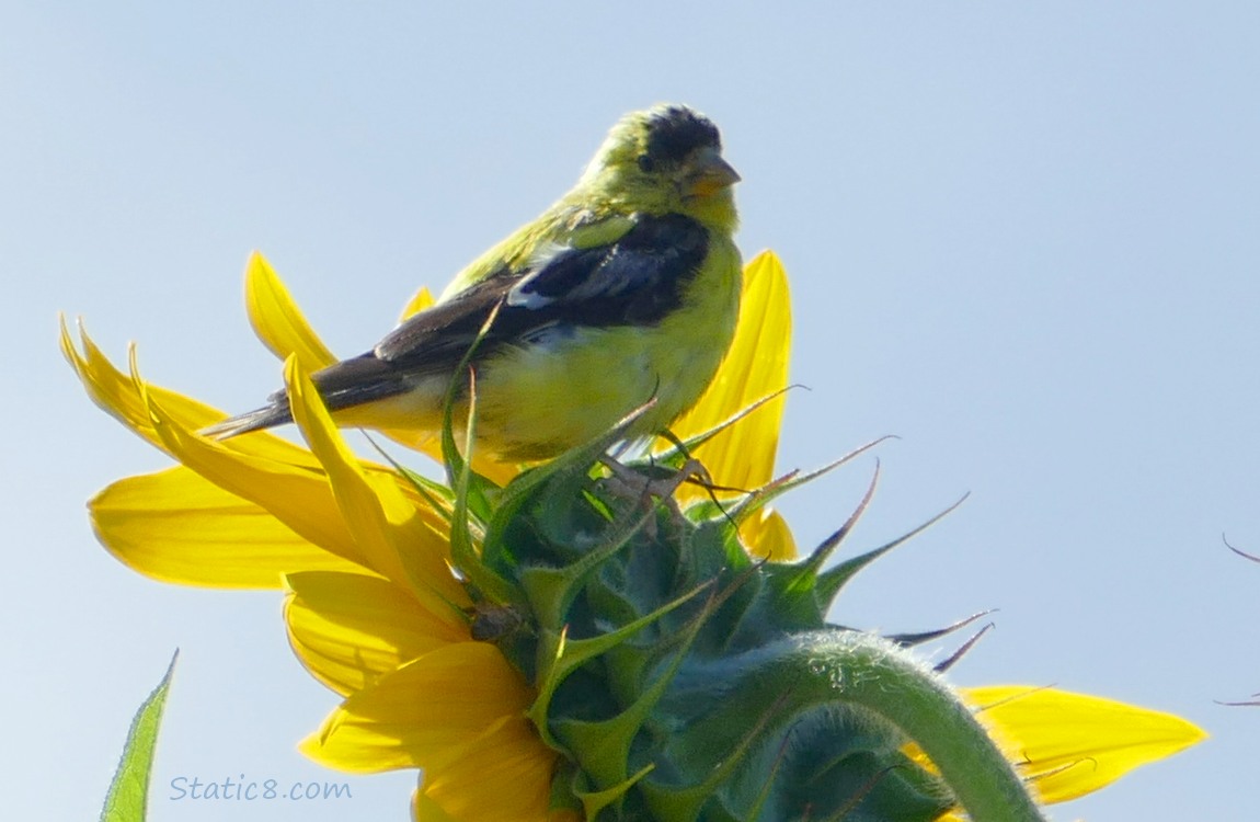 Goldfinch standing on a Sunflower