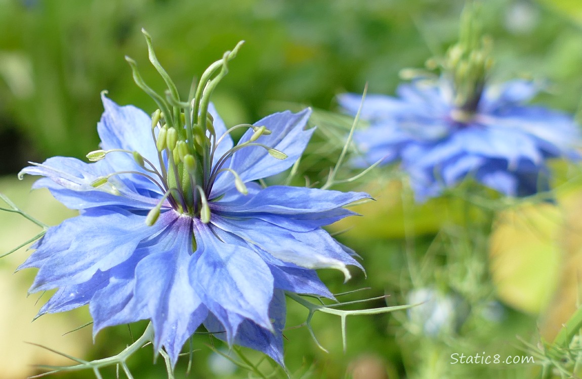 Love in a Mist blooms