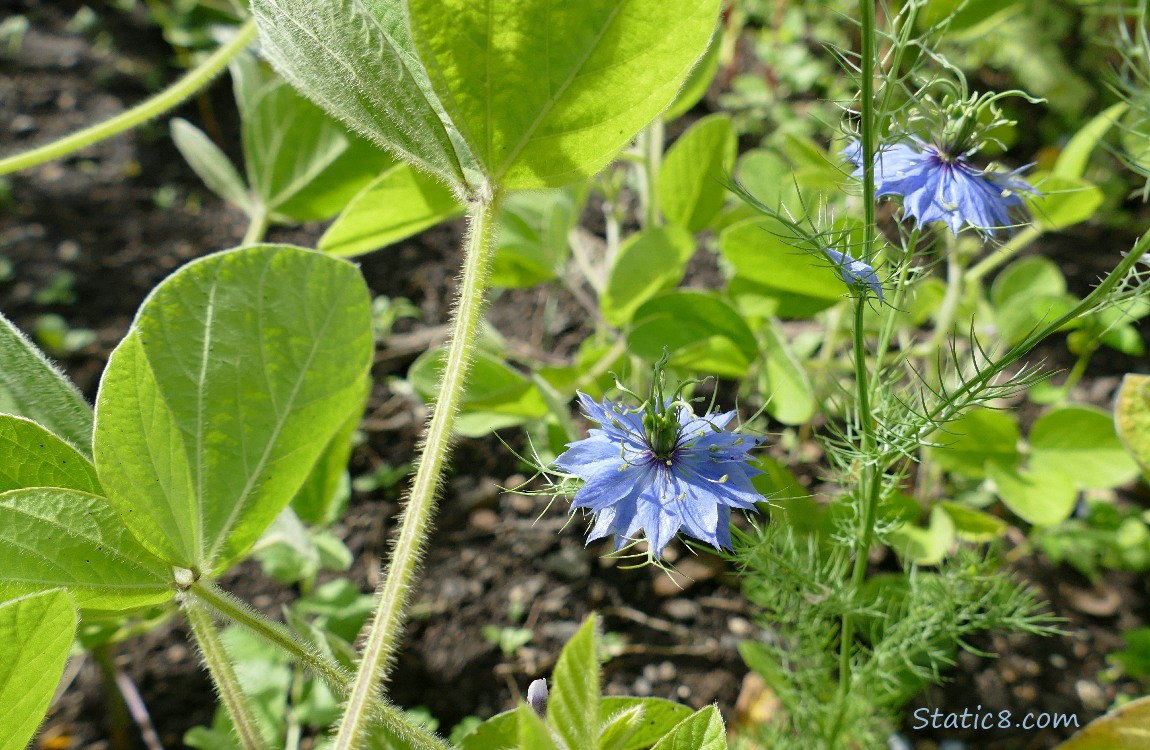 Love in a Mist blooming, surrounded with soybean leaves