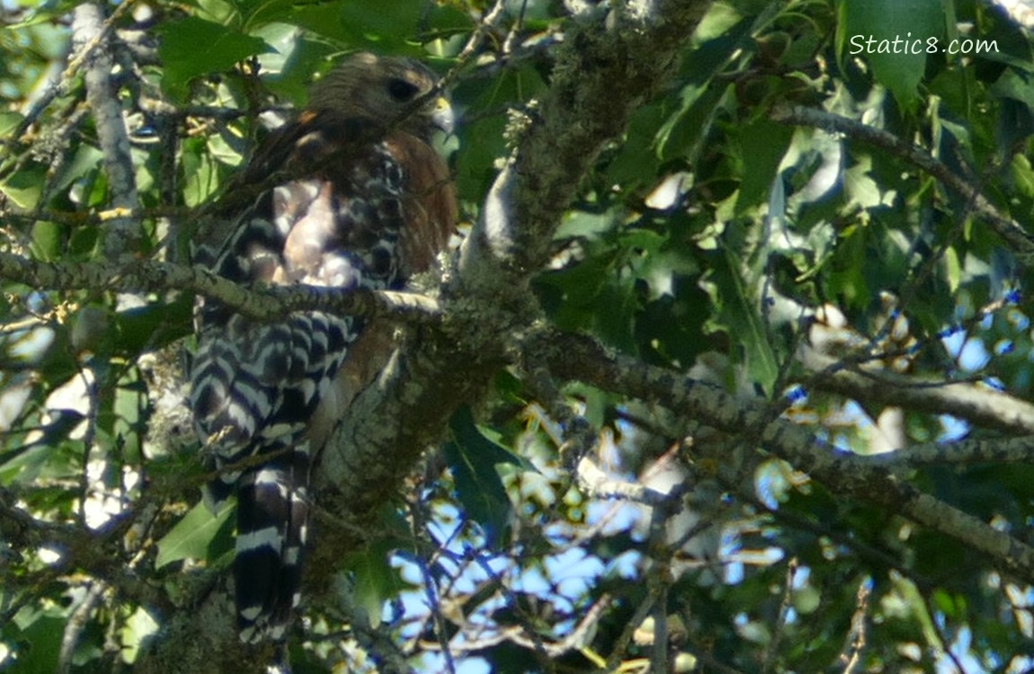 Red Shoulder Hawk standing in a tree