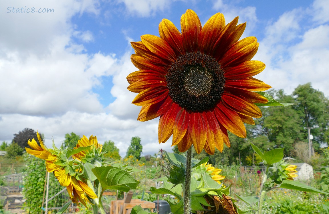 red sunflower bloom with blue sky and puffy white clouds in the background