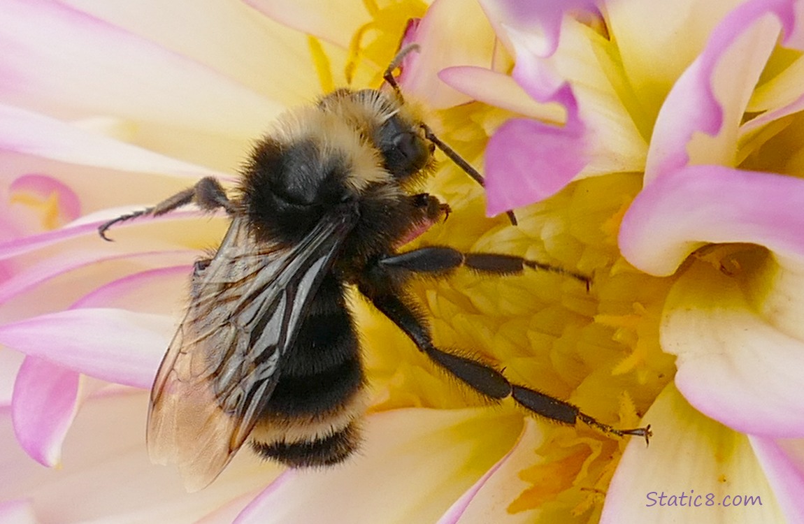 Bumbebee in a Dahlia bloom