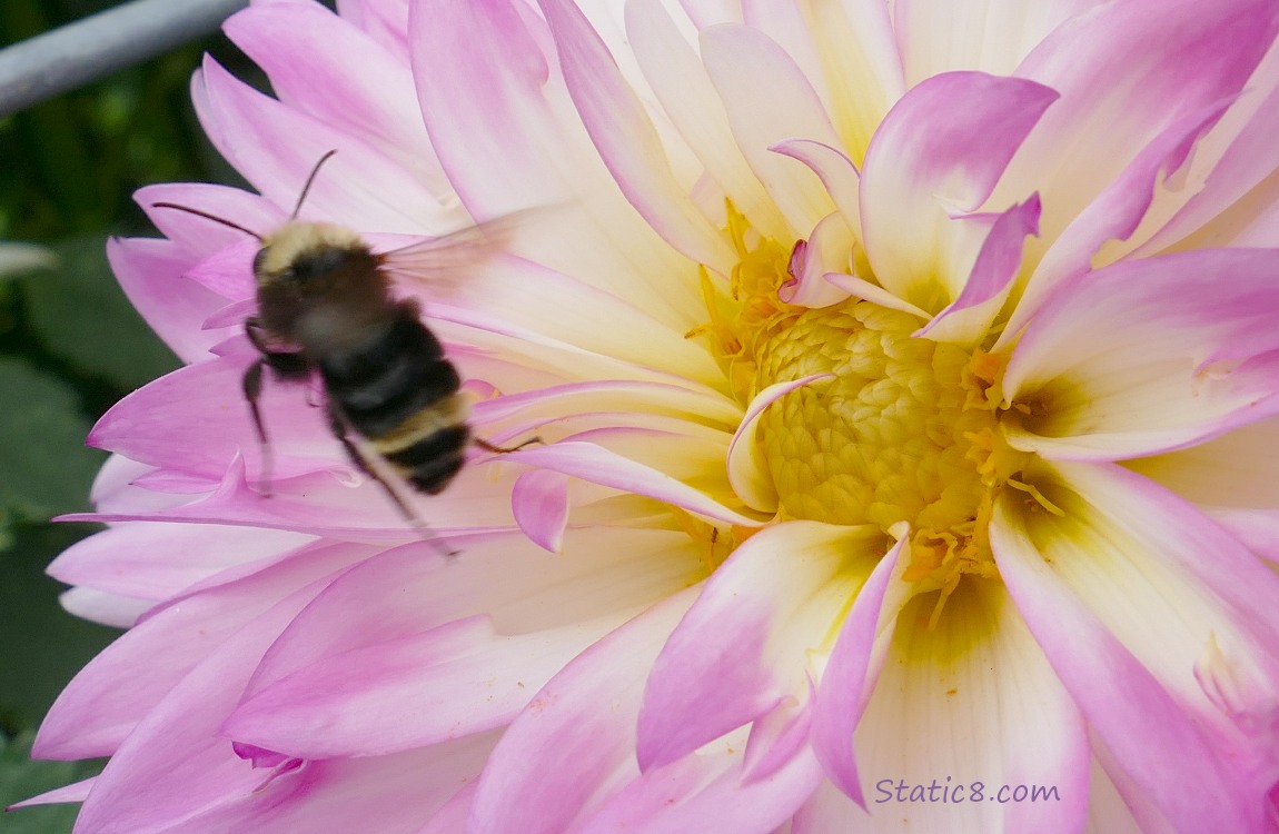 Bumblebee flies away from the Dahlia