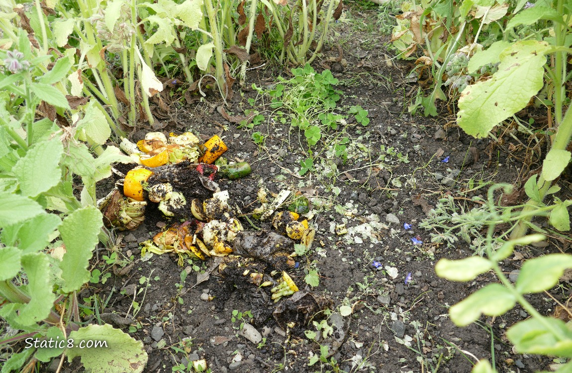 kitchen scraps dumped on the dirt in the garden plot