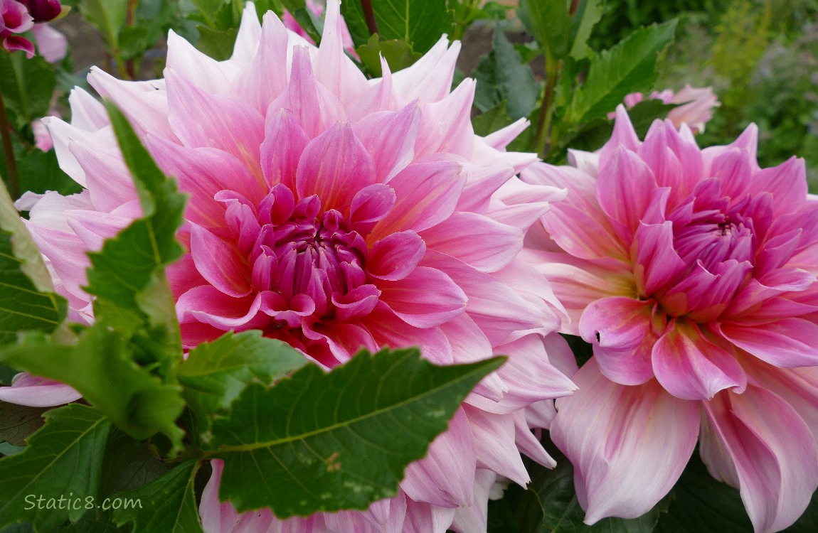 Pink Dahlia blooms