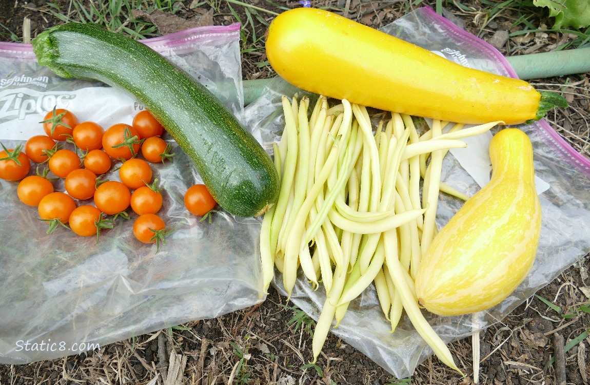 harvested veggies laying on the ground