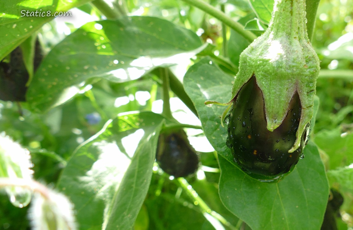 Eggplants hanging from the vine