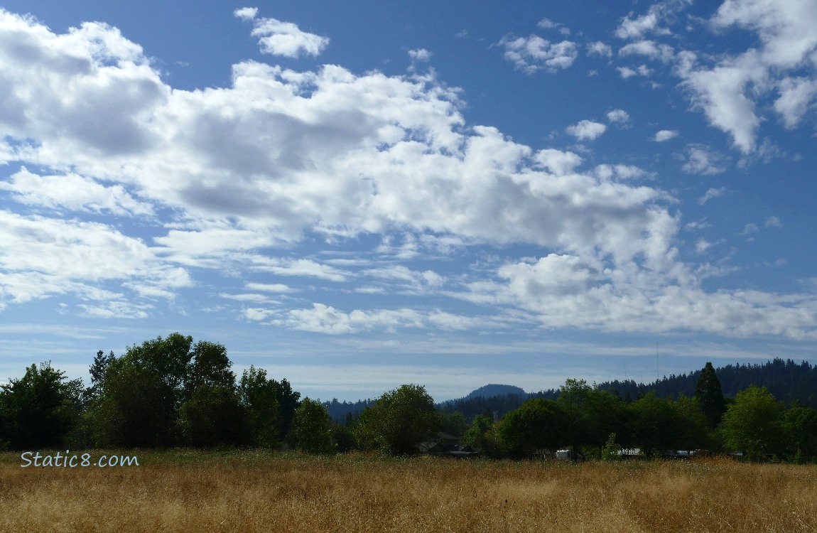 Clouds over the trees