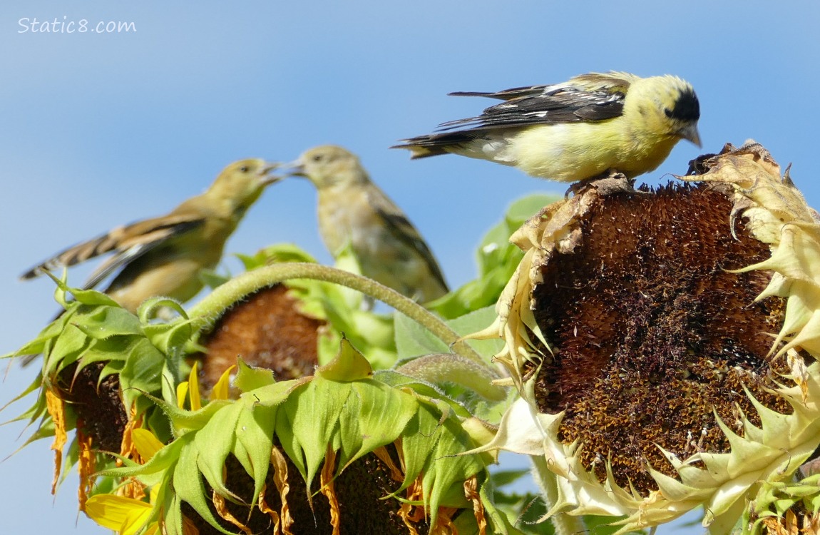 Goldfinches standing on Sunflower heads