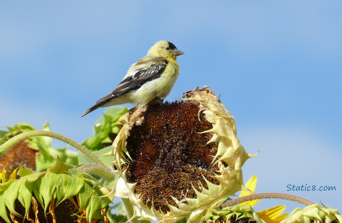 American Goldfinch standing on a sunflower bloom