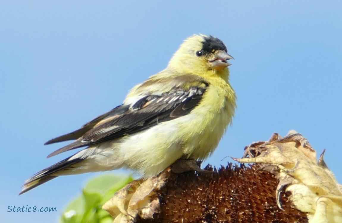 American Goldfinch standing on a sunflower bloom