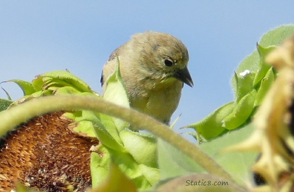 Goldfinch standing on a sunflower seed head, looking down