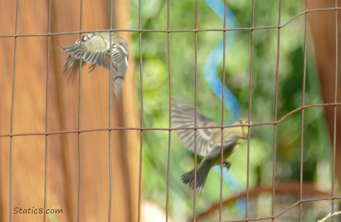 Two Goldfinches flying away