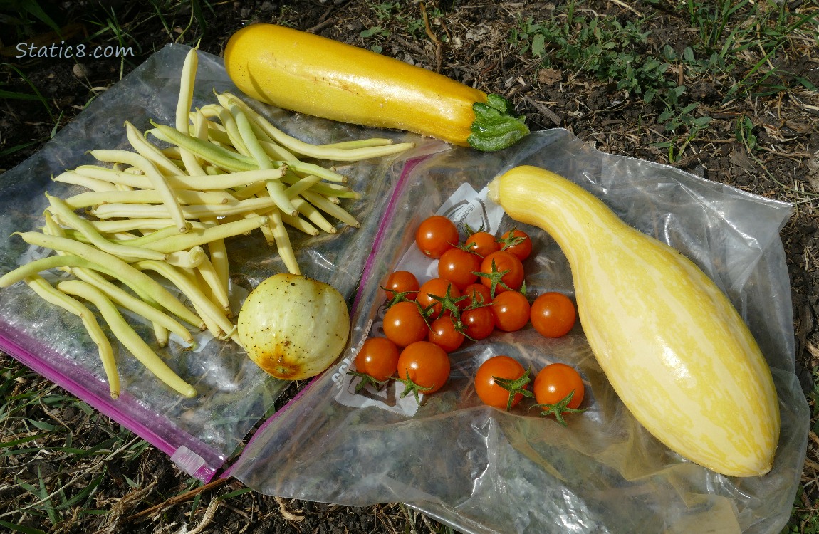 Harvested veggies laying on the ground