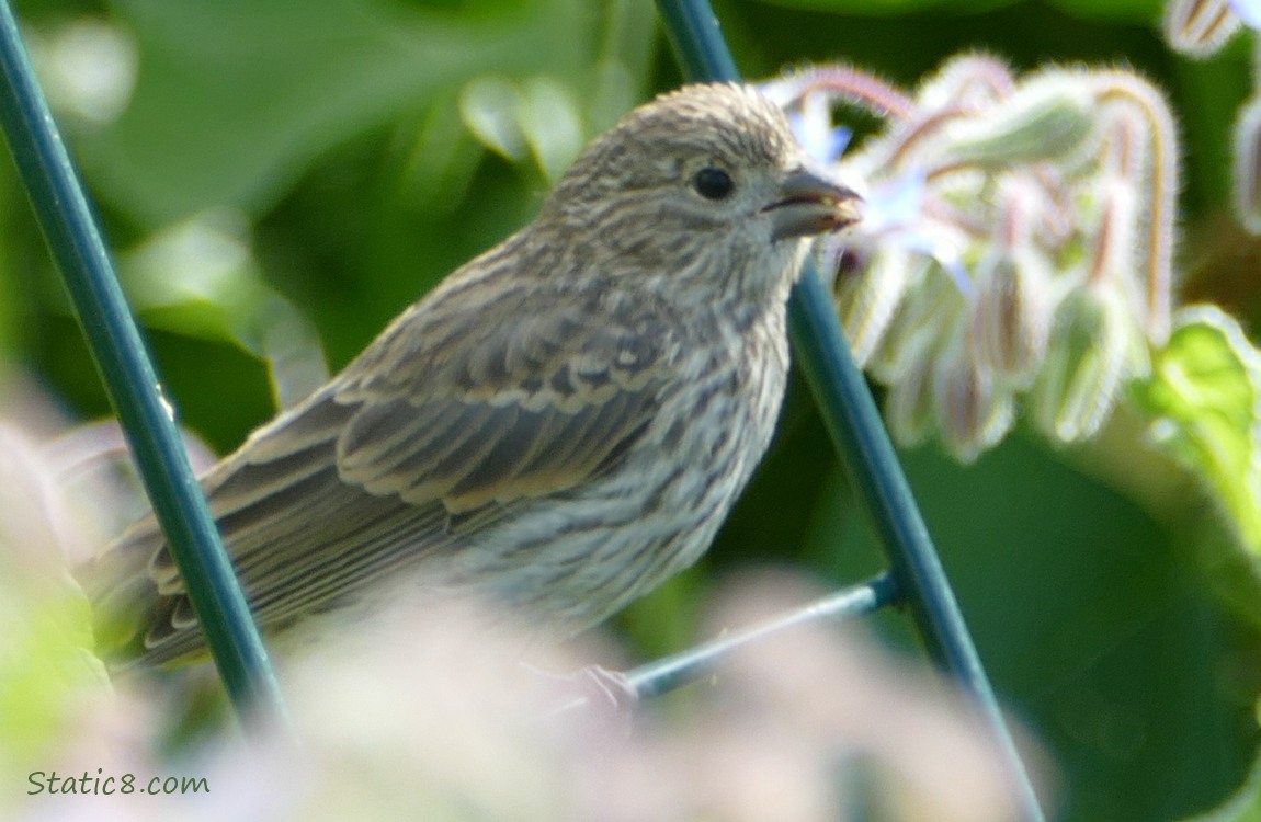 House Finch standing on a wire trellis