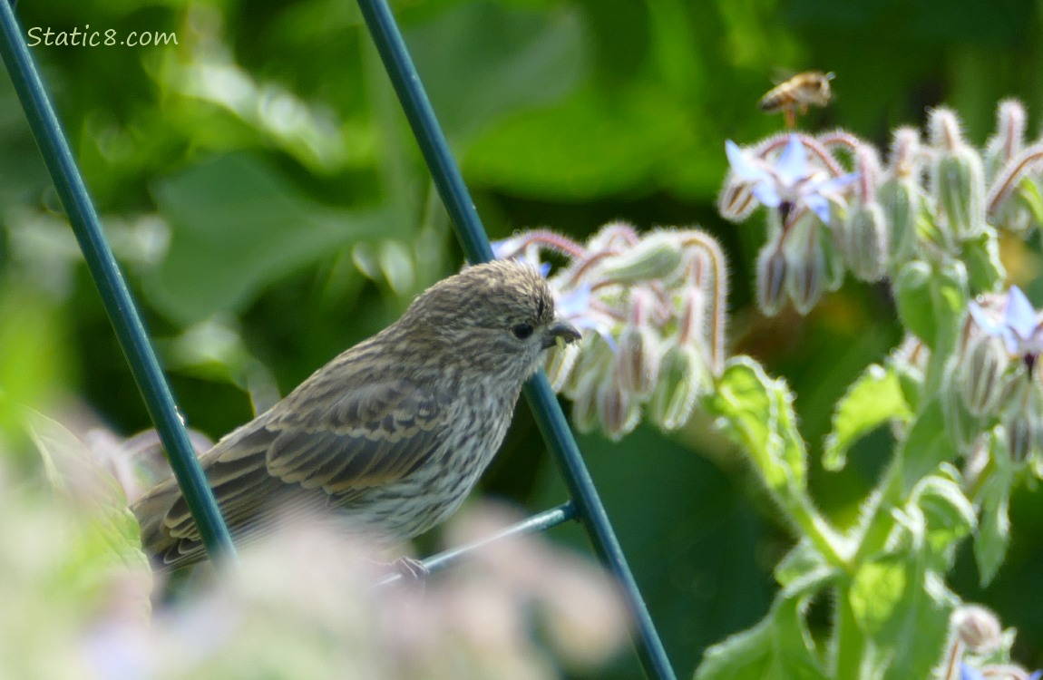 House Finch standing on a wire trellis as a Honey Bee flies by