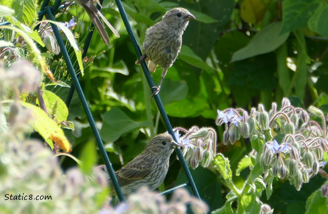 Two House Finches standing on a wire trellis