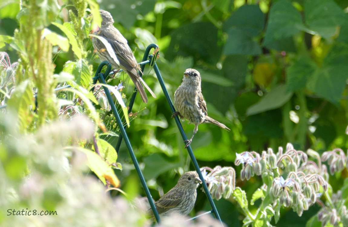 Three House Finches standing on a wire trellis