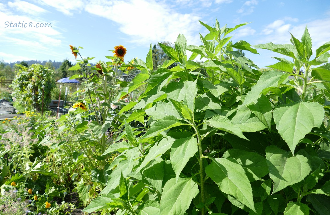 Sunchoke growing in the garden