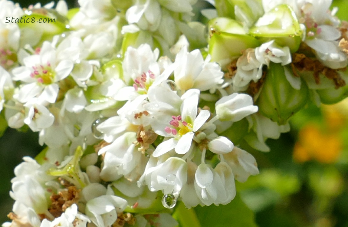 Buckwheat blooms