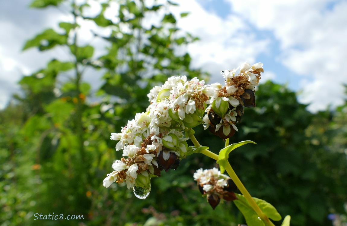 Buckwheat blooms with sunflower leaves and sky in the background