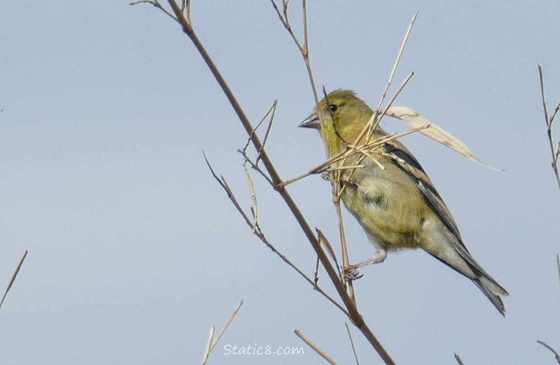 Goldfinch standing on a twig