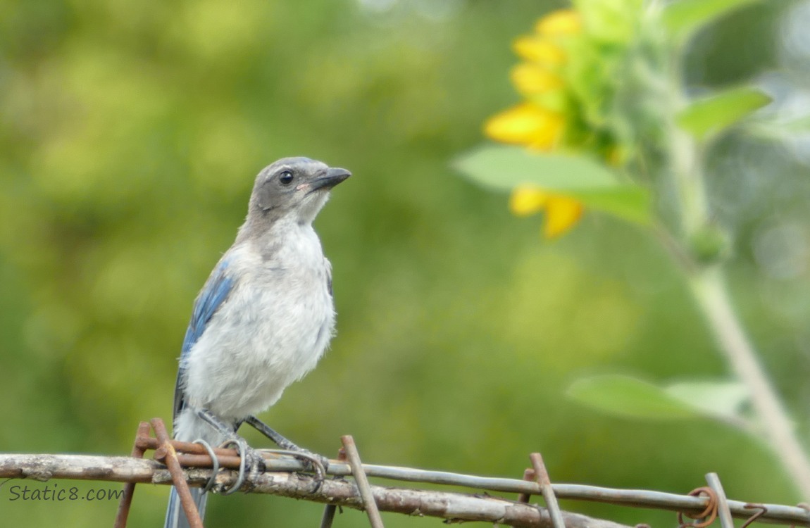 Scrub Jay standing on a wire trellis with a sunflower in the background