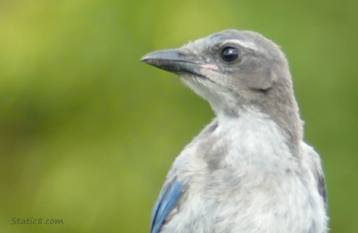 Close up of a Scrub Jay