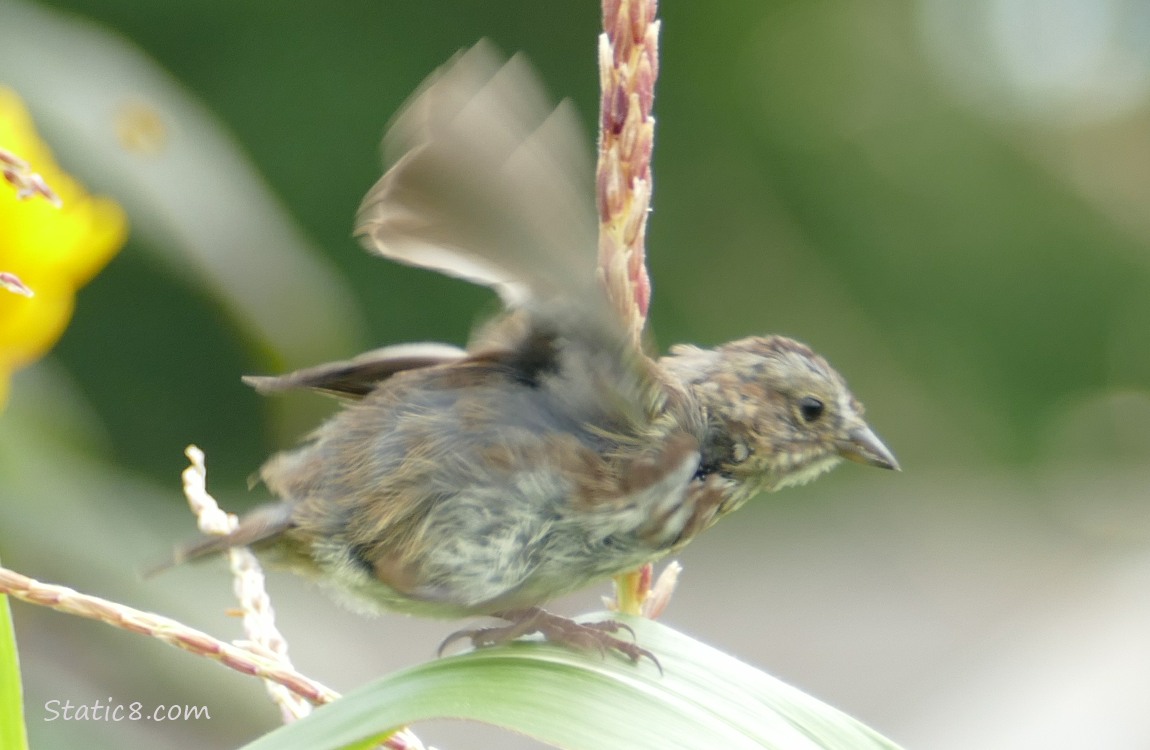 Song Sparrow fluttering her wings