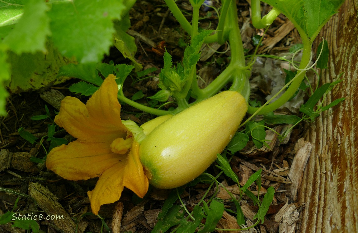 Straighneck fruits growing on the vine