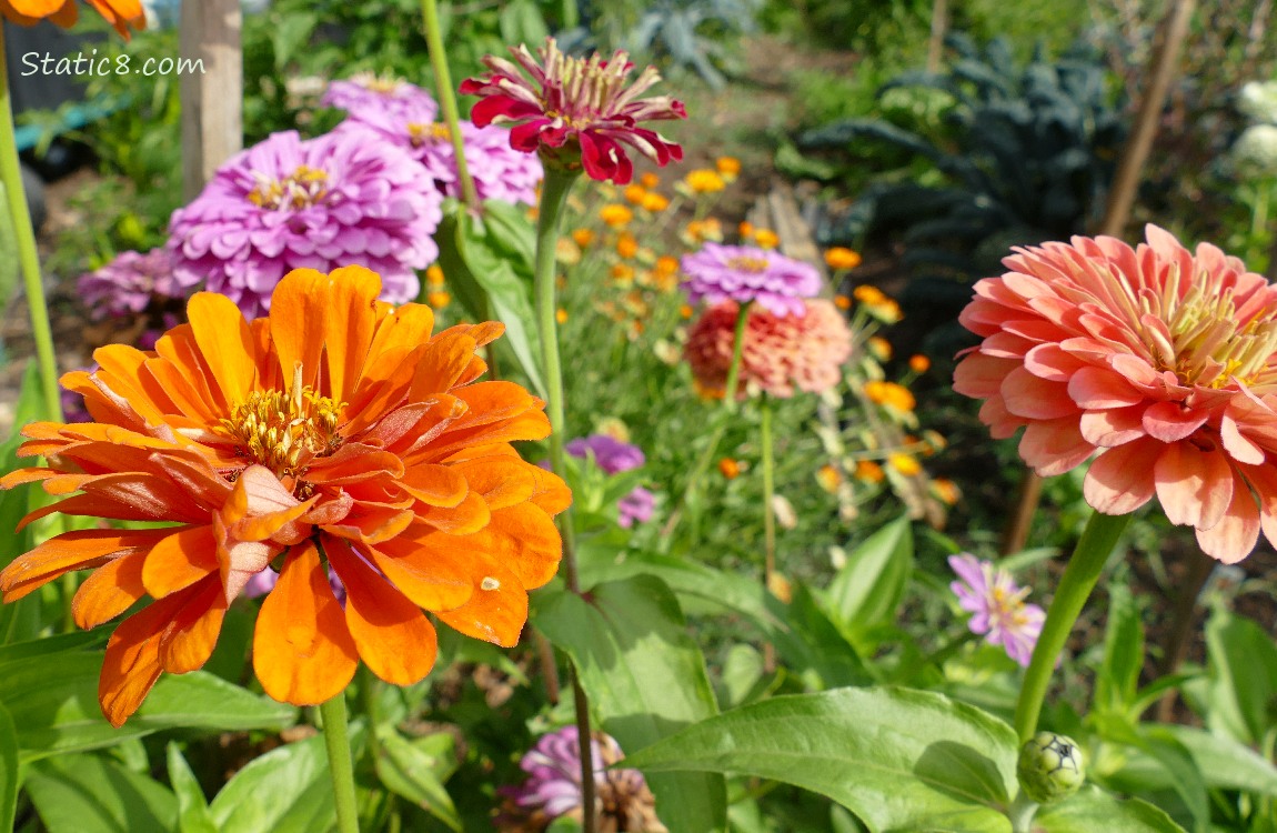 Zinnia blooms of different colours