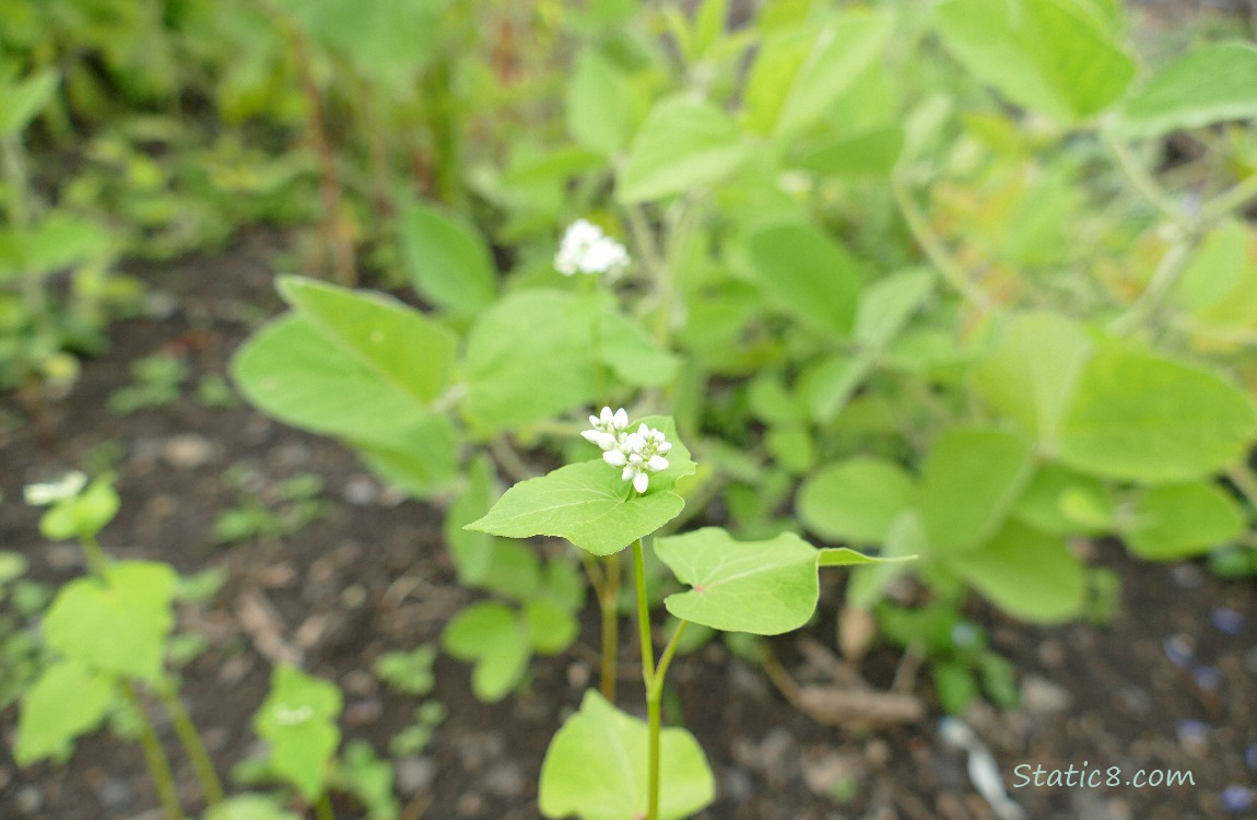 Buckwheat blooms with soybean plants in the background