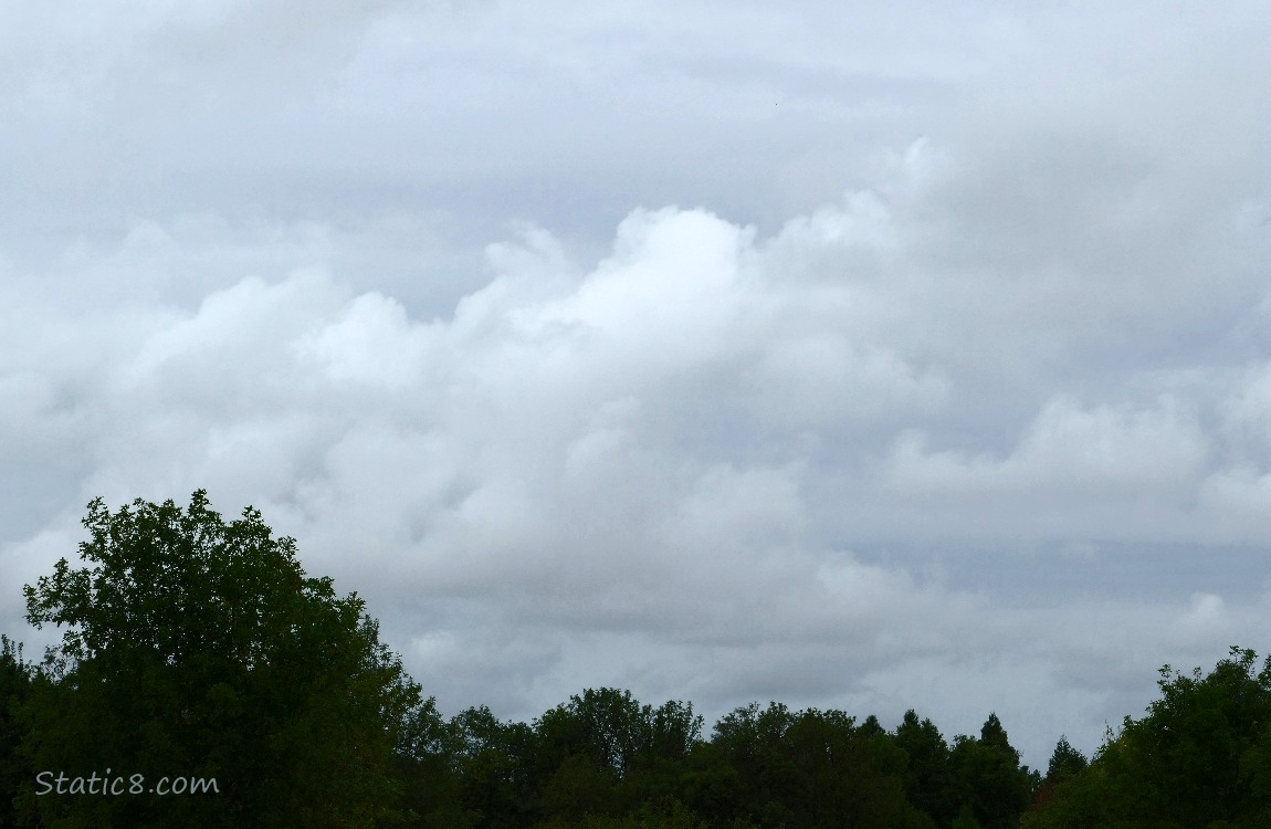 grey sky over silhouette of trees