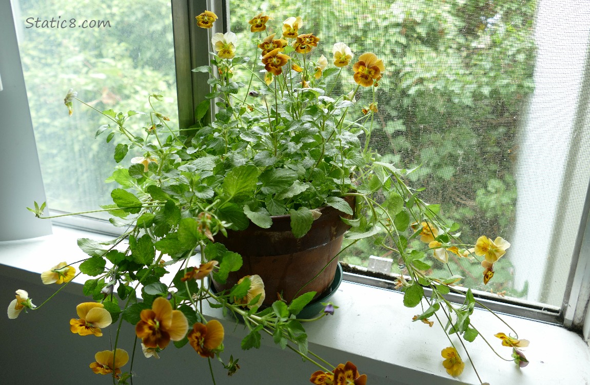 Pansies sprawling from a pot on the window sill