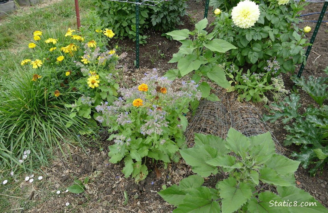 Sunflowers growing next to Marigolds