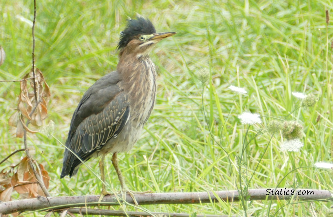 Green Heron standing on a dead branch on the ground