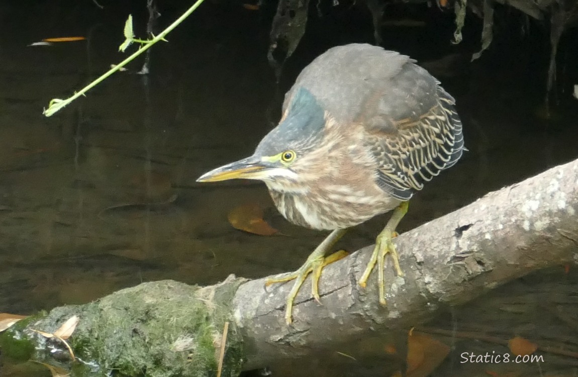 Green Heron standing on a log in the water