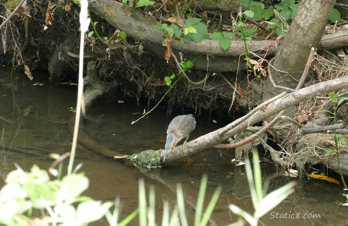 Green Heron hunting from a log above the water