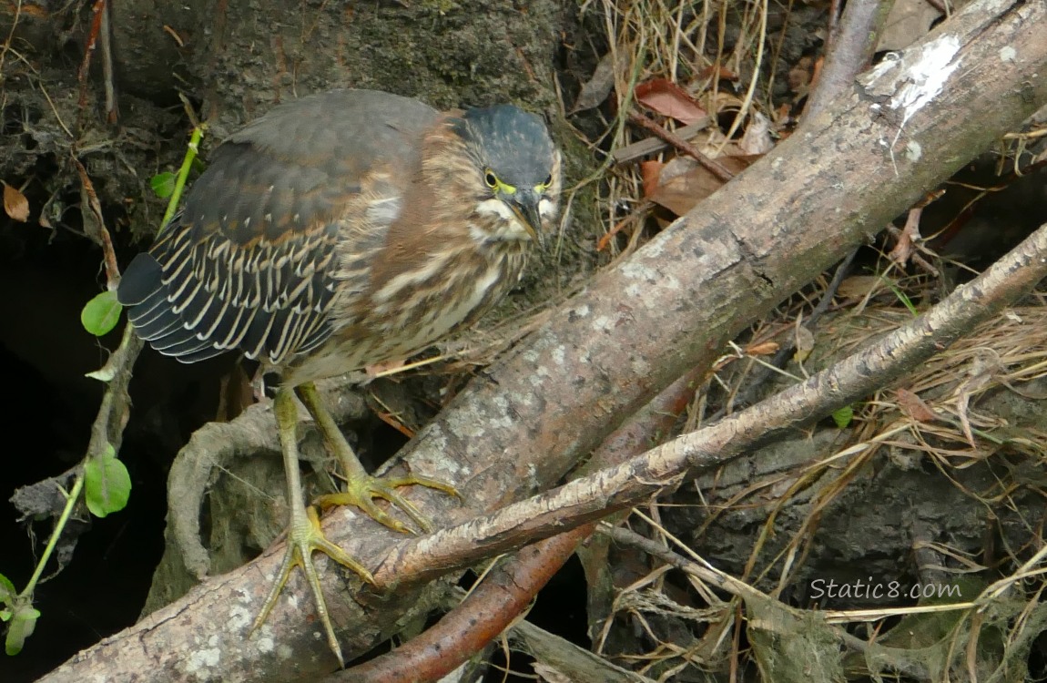 Green Heron standing on a log