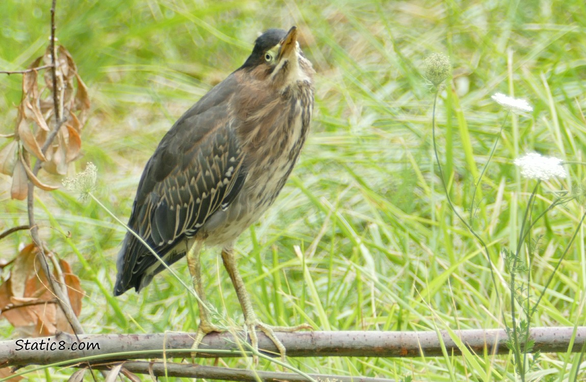 Green Heron standing on a dead branch on the ground, looking up