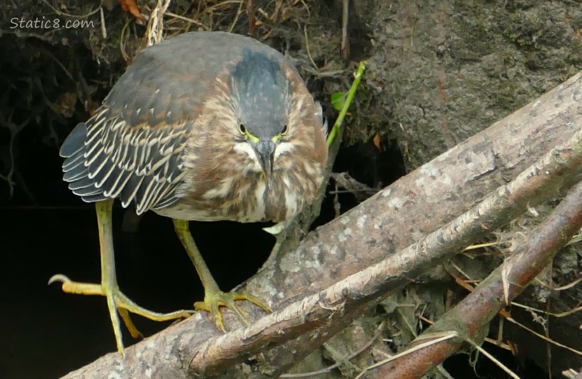 Green Heron standing on a log