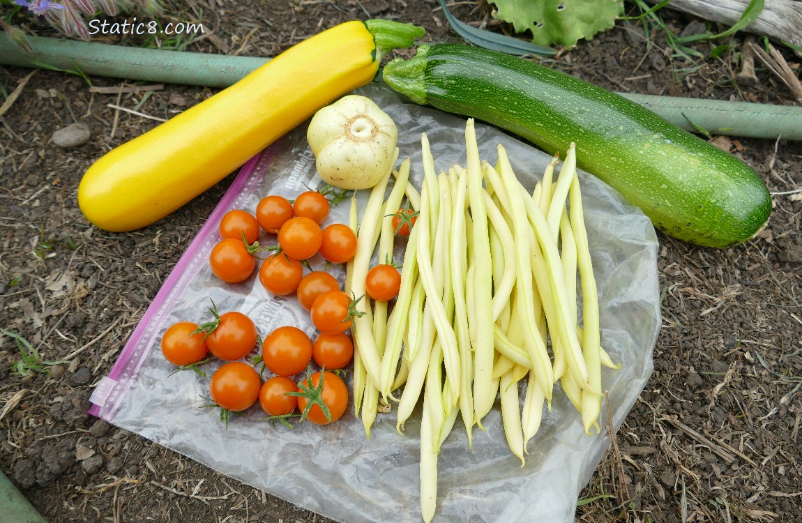 harvested veggies laying on the ground