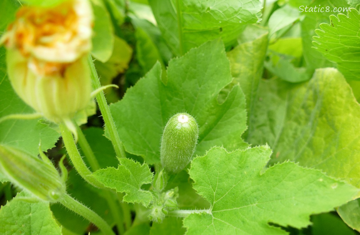 A squash fruit and a flower, growing on the vine