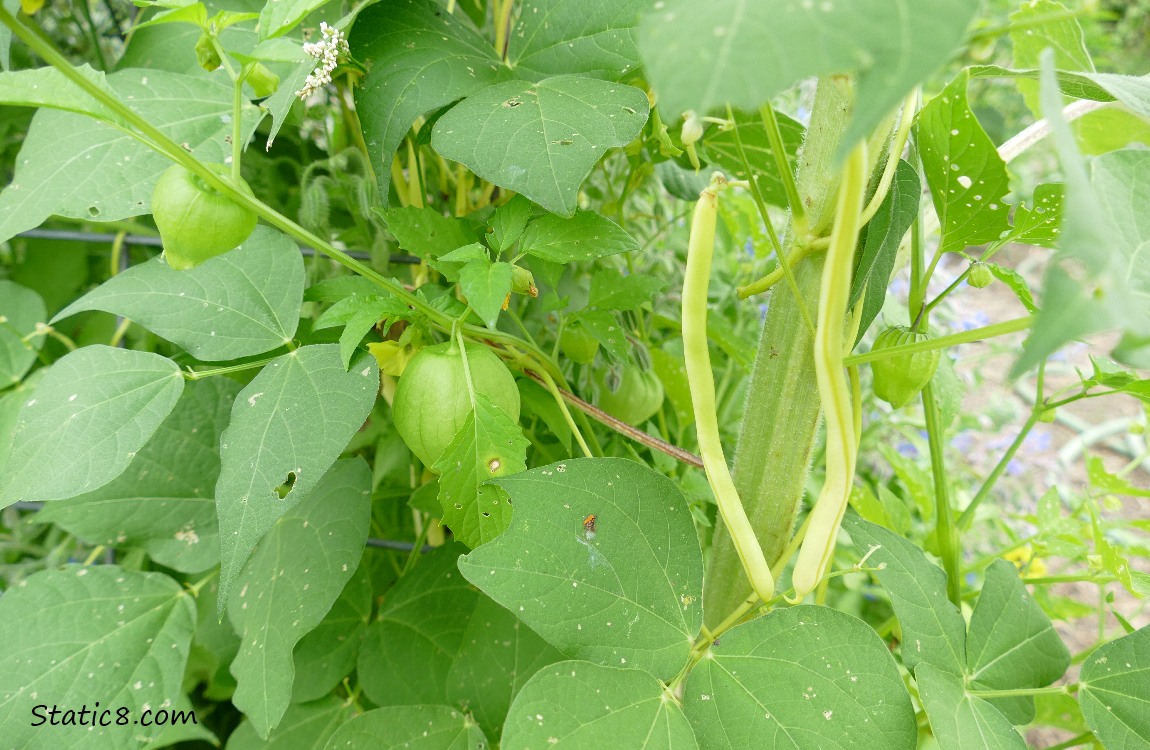 Wax Beans and Tomaillos on the vine