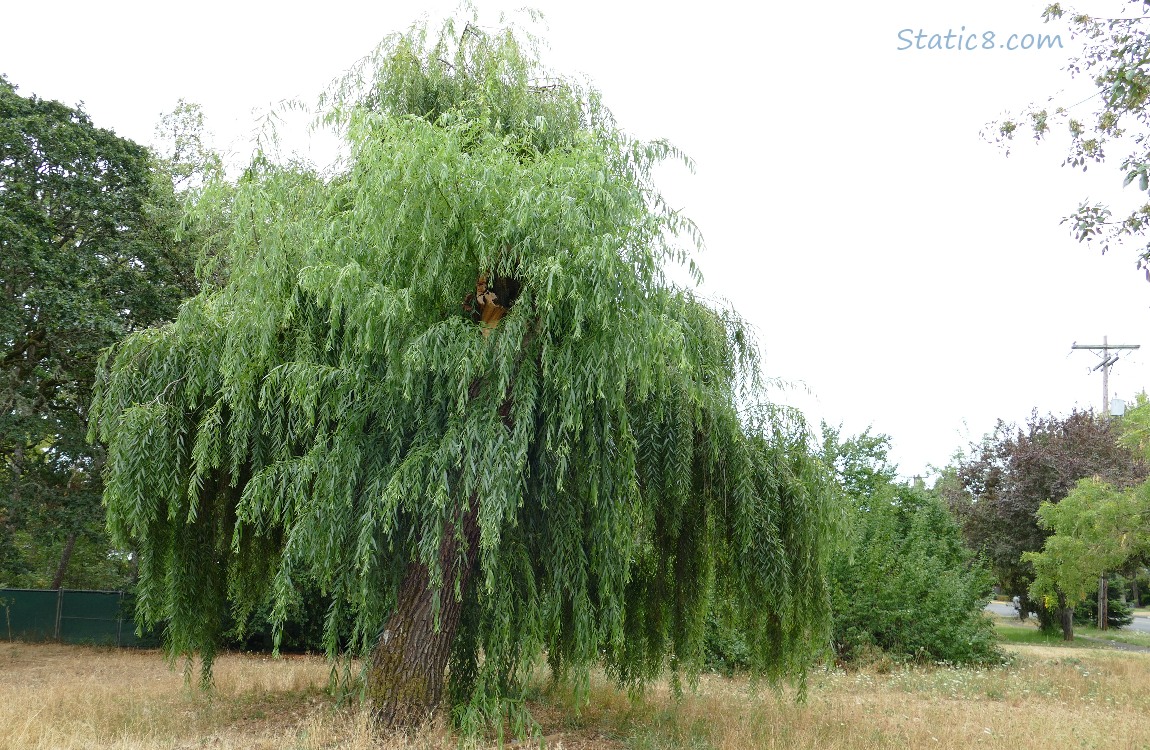 Willow tree