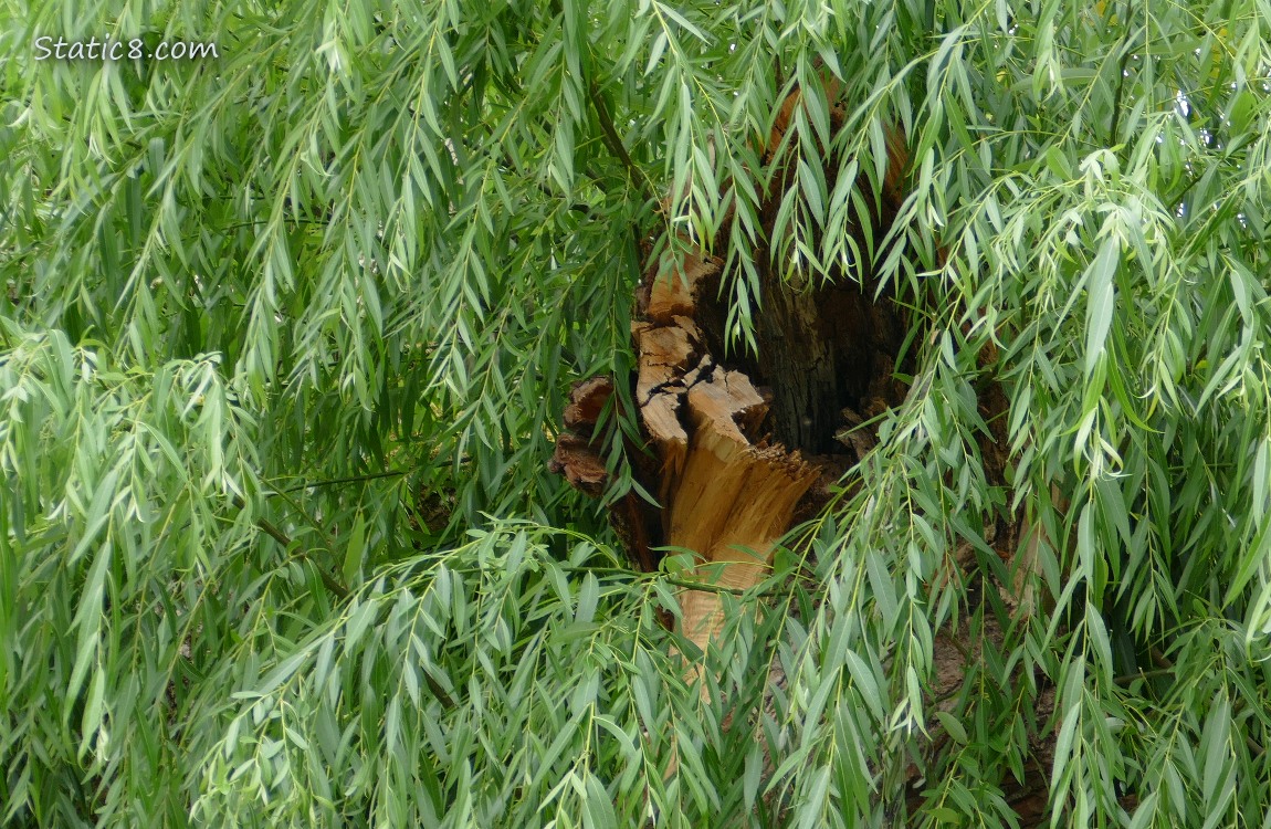 Willow leaves around a cut limb