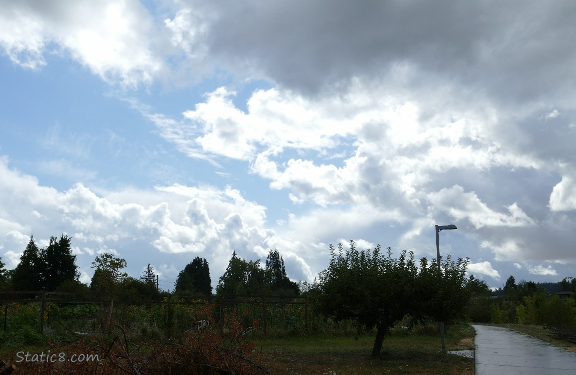 Clouds over the silhouette of trees