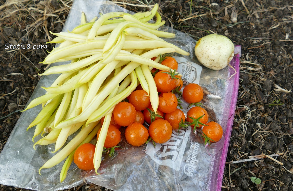 Harvested veggies laying on the ground