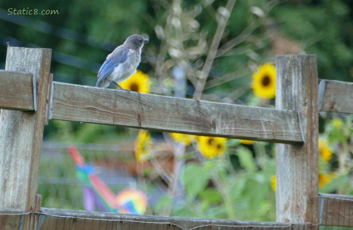 Scrub Jay standing on a wood fence with sunflowers in the background