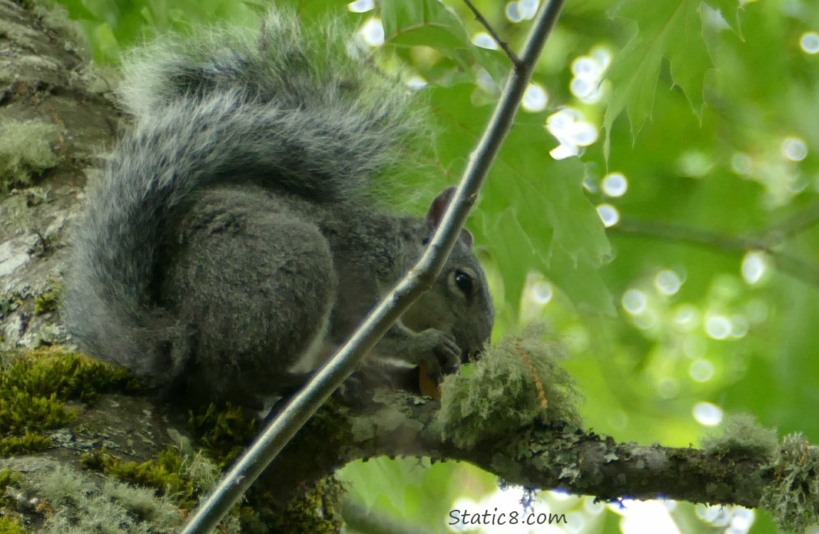 Squirrel, sitting on a tree branch, eating a nut